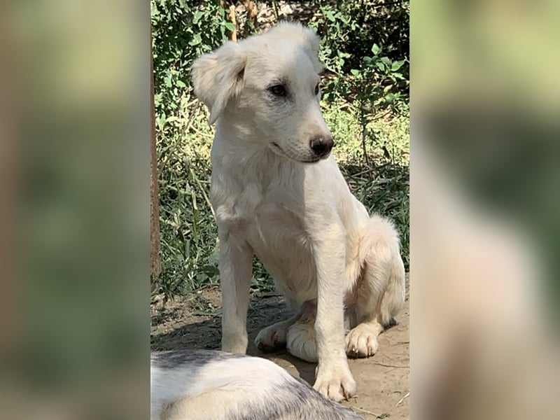 Hoss, geb. ca. 04/2022, lebt in GRIECHENLAND, im städt. Tierheim Serres