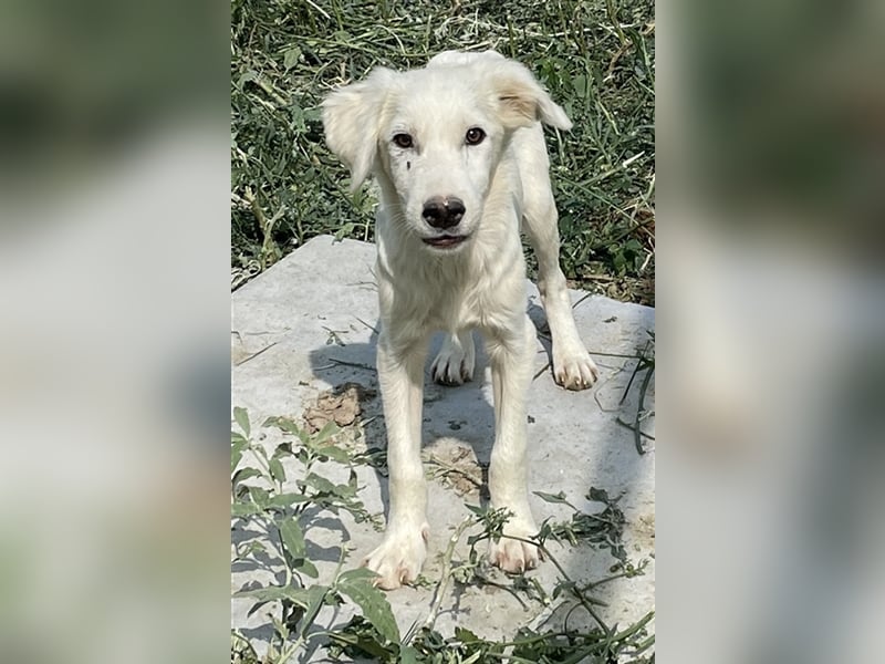 Hoss, geb. ca. 04/2022, lebt in GRIECHENLAND, im städt. Tierheim Serres