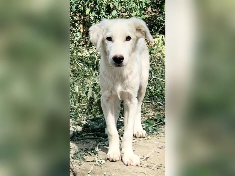 Hoss, geb. ca. 04/2022, lebt in GRIECHENLAND, im städt. Tierheim Serres