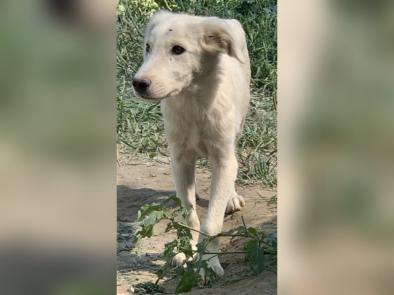 Hoss, geb. ca. 04/2022, lebt in GRIECHENLAND, im städt. Tierheim Serres