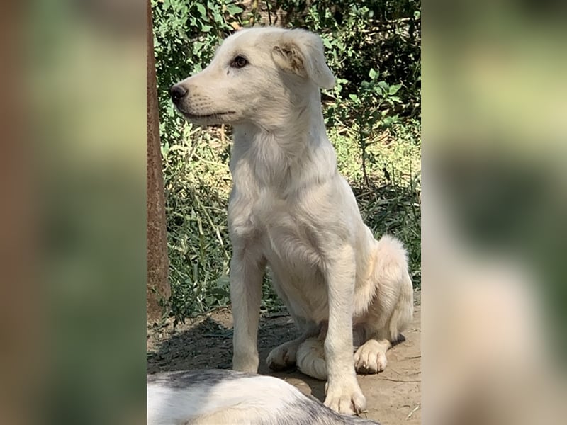 Hoss, geb. ca. 04/2022, lebt in GRIECHENLAND, im städt. Tierheim Serres