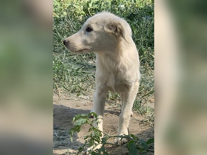 Hoss, geb. ca. 04/2022, lebt in GRIECHENLAND, im städt. Tierheim Serres