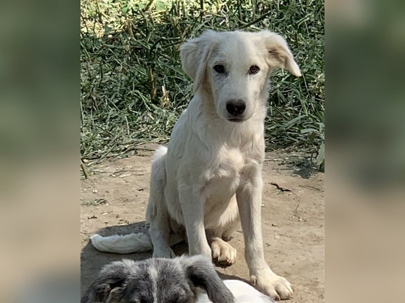 Hoss, geb. ca. 04/2022, lebt in GRIECHENLAND, im städt. Tierheim Serres