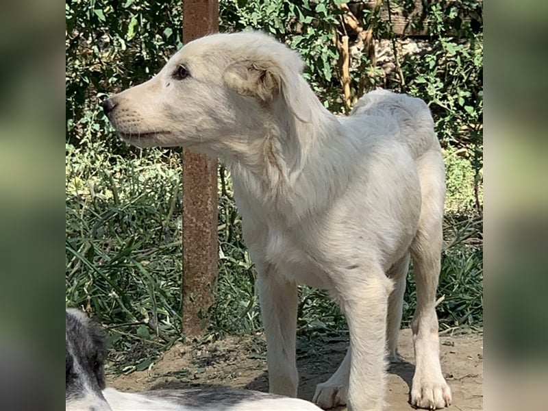 Hoss, geb. ca. 04/2022, lebt in GRIECHENLAND, im städt. Tierheim Serres