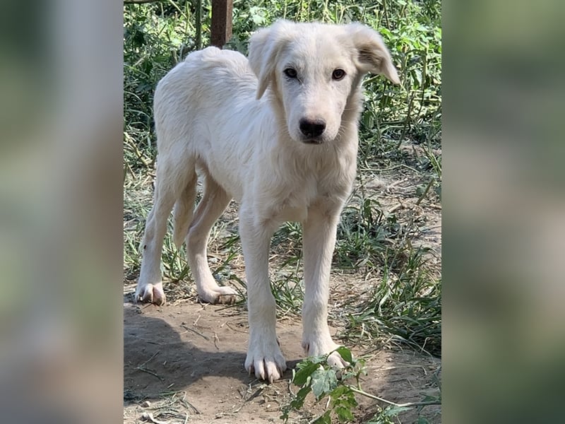 Hoss, geb. ca. 04/2022, lebt in GRIECHENLAND, im städt. Tierheim Serres