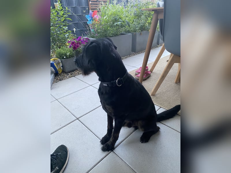 Mischling Franz (8 Jahre) sucht liebevolles Zuhause 