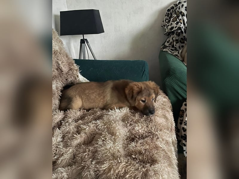 Bärchen Tommi sucht ein Zuhause mit Kuschelflat