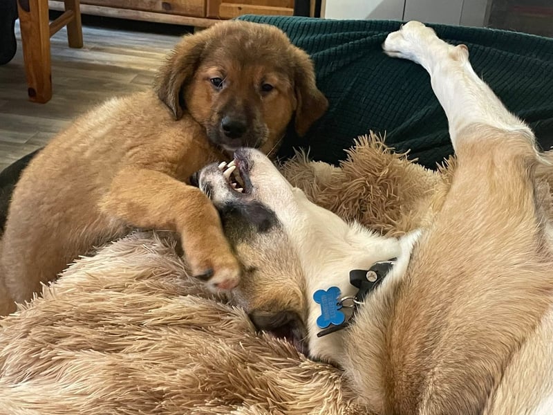 Bärchen Tommi sucht ein Zuhause mit Kuschelflat