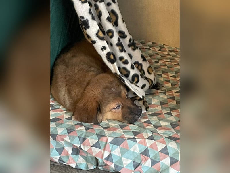 Bärchen Tommi sucht ein Zuhause mit Kuschelflat