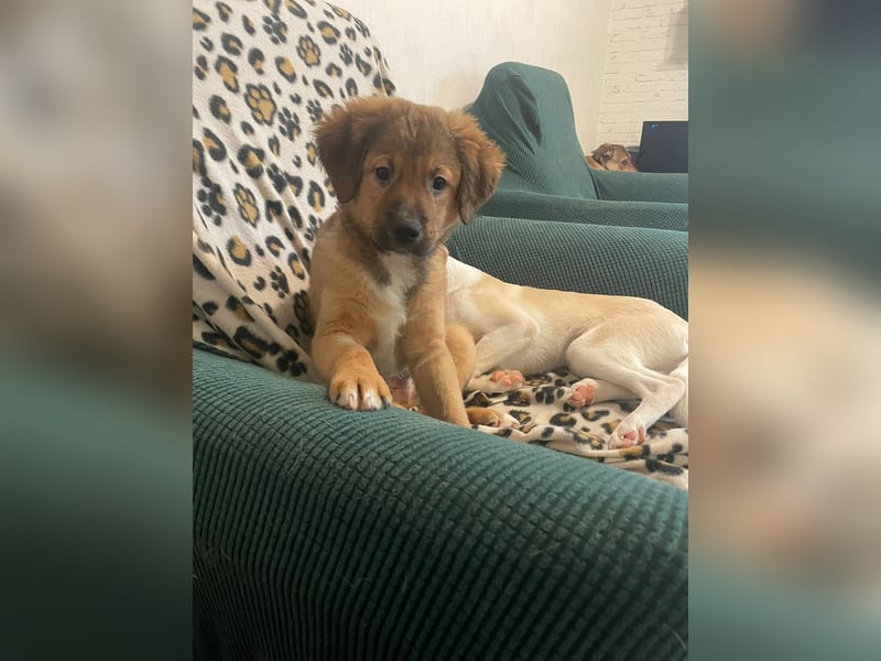 Bärchen Tommi sucht ein Zuhause mit Kuschelflat