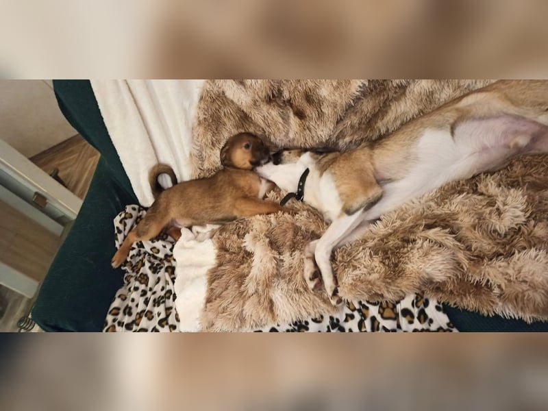 Bärchen Tommi sucht ein Zuhause mit Kuschelflat