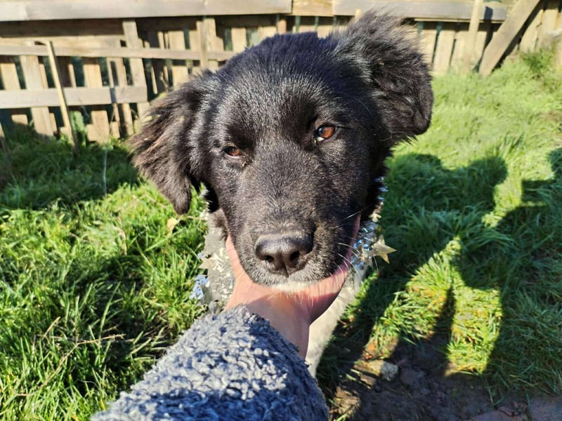 Sanfte Abby möchte lächeln lernen