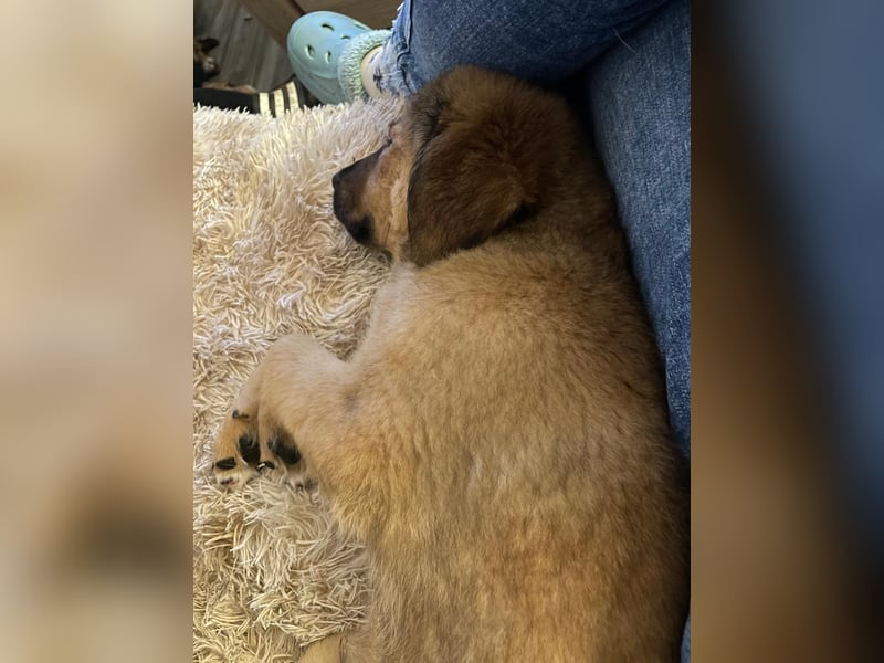 Bärchen Tommi sucht ein Zuhause mit Kuschelflat