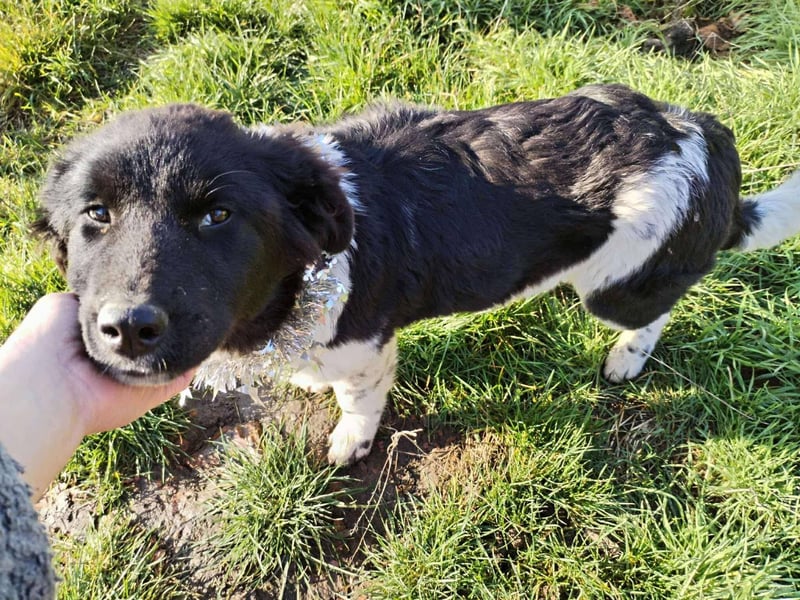 Sanfte Abby möchte lächeln lernen
