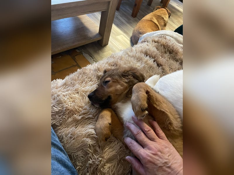 Bärchen Tommi sucht ein Zuhause mit Kuschelflat