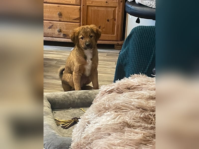 Bärchen Tommi sucht ein Zuhause mit Kuschelflat