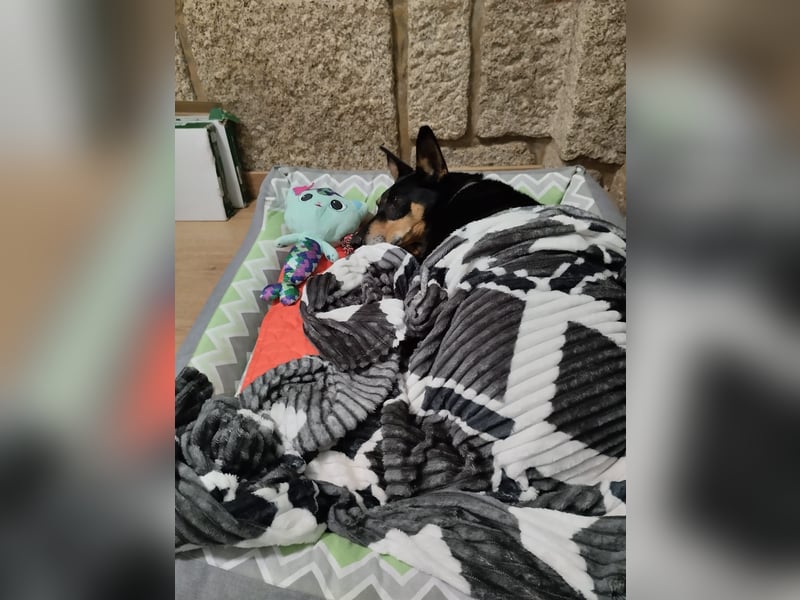 Lieber Max sucht ein Zuhause oder Paten