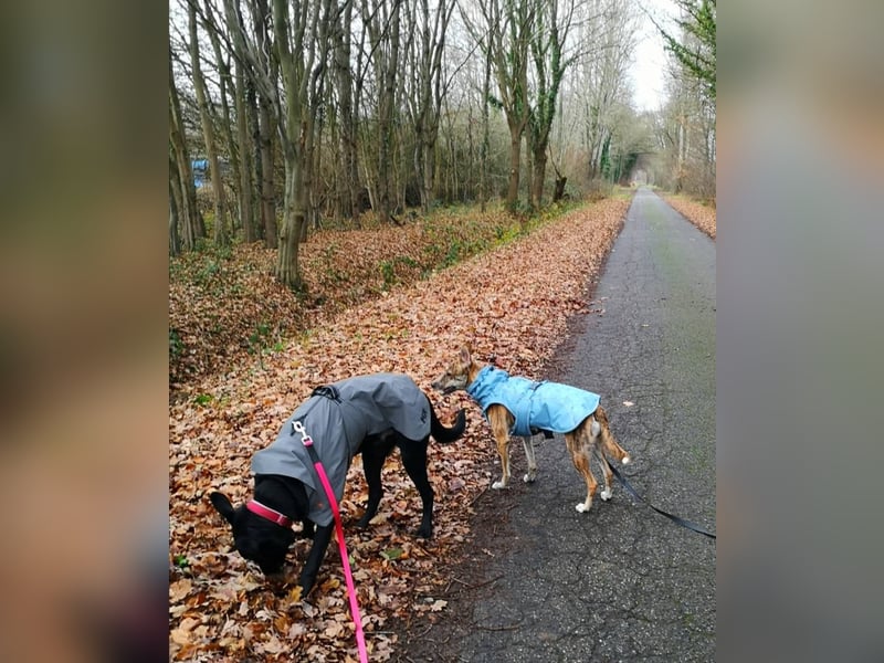 Treuer Zayco - PS - 21441 Garstedt sucht seine Menschen