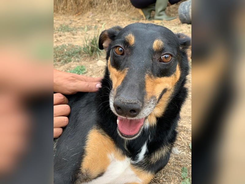 Lieber Max sucht ein Zuhause oder Paten