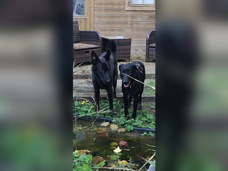 Treuer Zayco - PS - 21441 Garstedt sucht seine Menschen