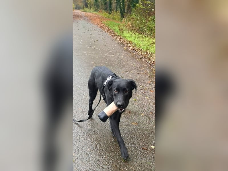 Treuer Zayco - PS - 21441 Garstedt sucht seine Menschen