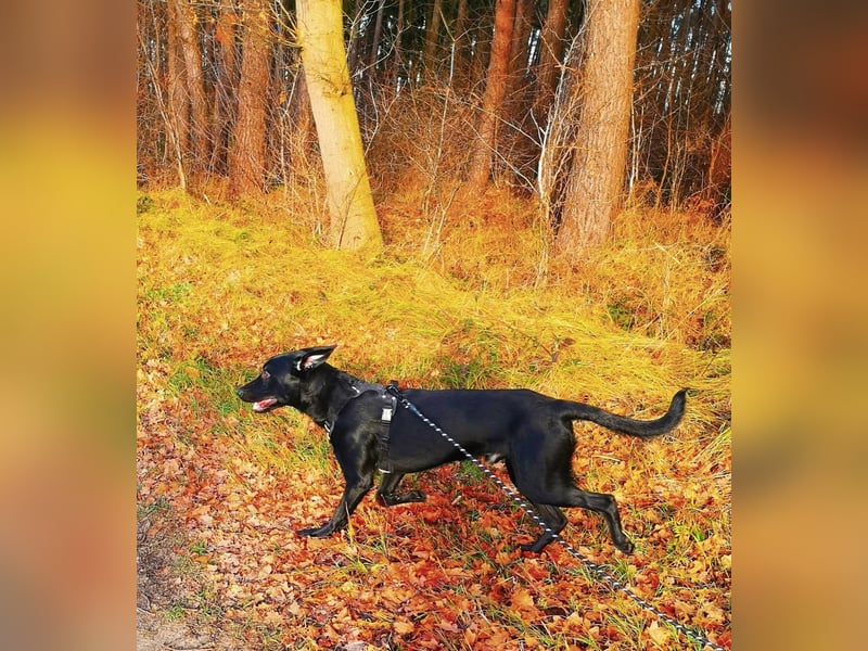 Treuer Zayco - PS - 21441 Garstedt sucht seine Menschen