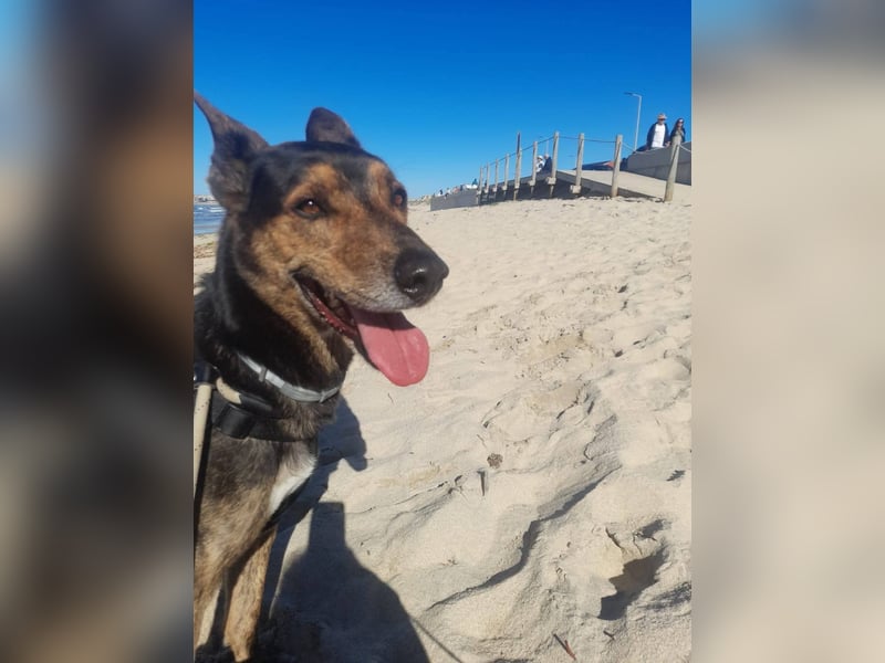 Feiner Goya sucht sein Zuhause / Paten