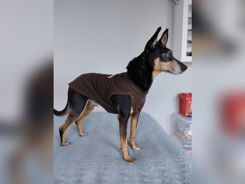 Lieber Max sucht ein Zuhause oder Paten