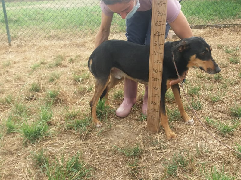 Lieber Max sucht ein Zuhause oder Paten