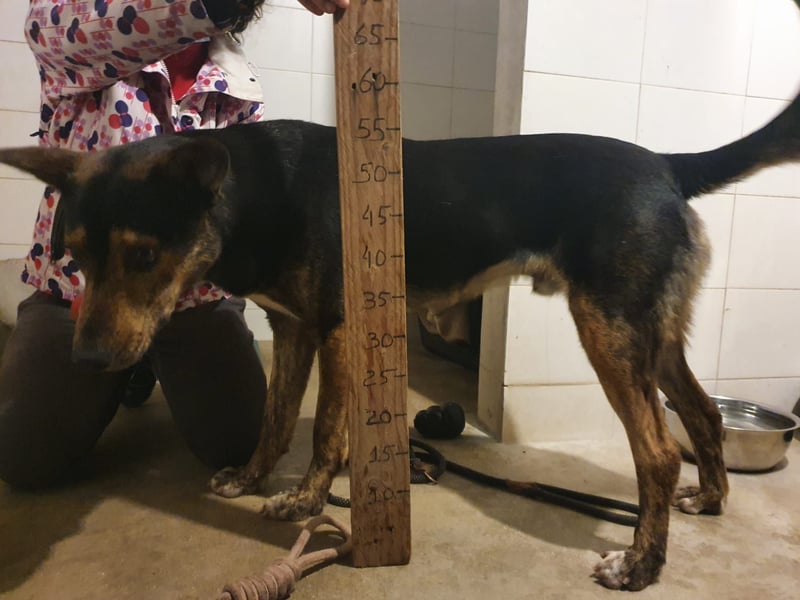 Feiner Goya sucht sein Zuhause / Paten