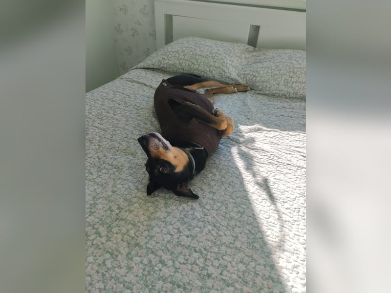 Lieber Max sucht ein Zuhause oder Paten