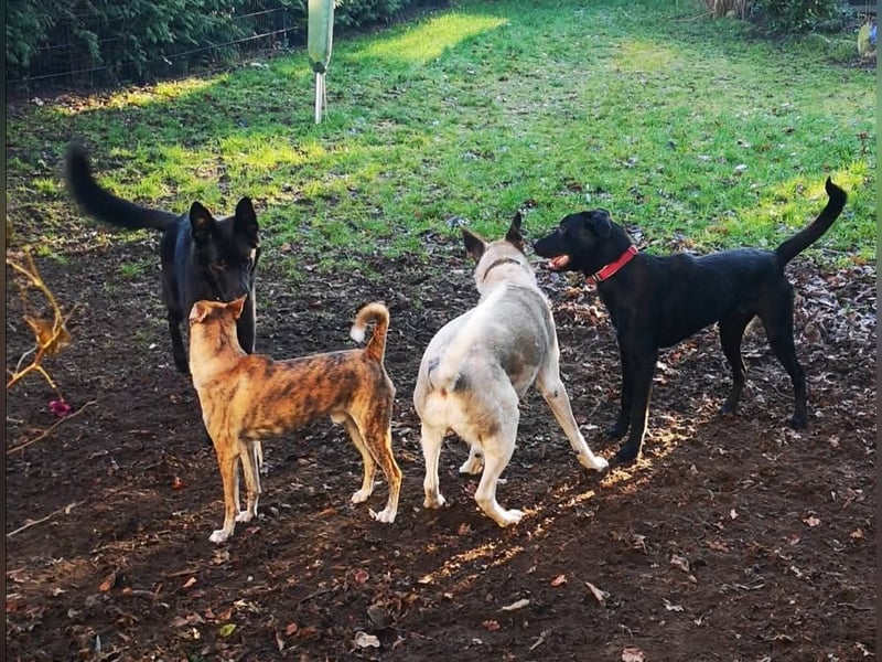 Treuer Zayco - PS - 21441 Garstedt sucht seine Menschen