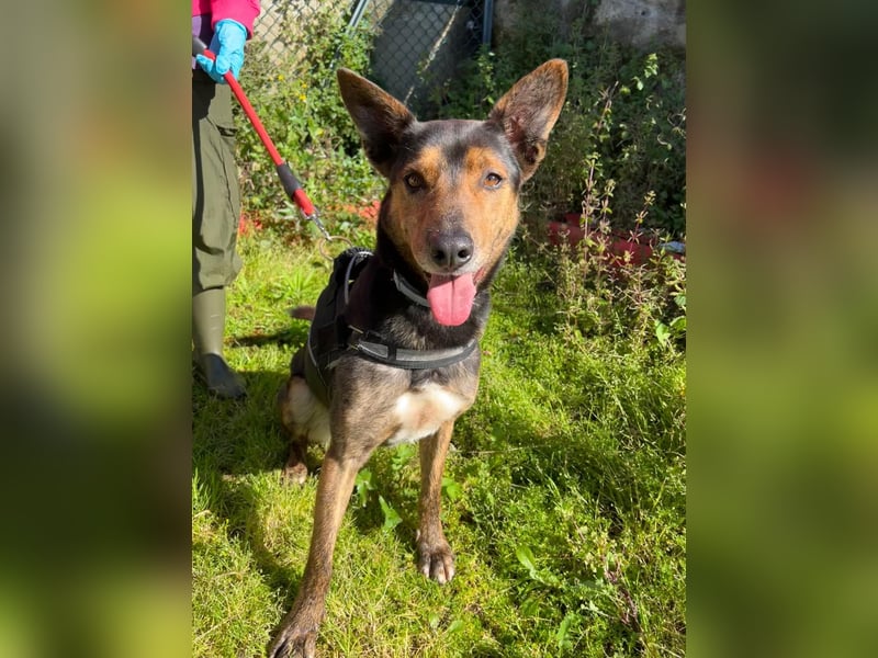 Feiner Goya sucht sein Zuhause / Paten