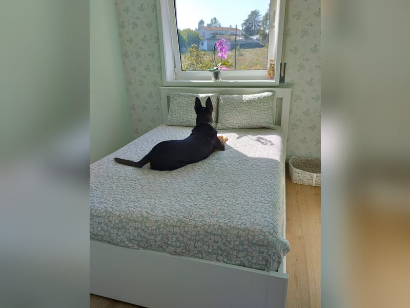 Lieber Max sucht ein Zuhause oder Paten