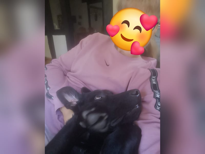 Treuer Zayco - PS - 21441 Garstedt sucht seine Menschen