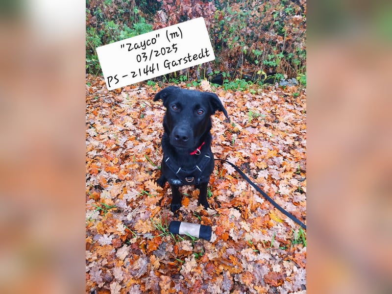 Treuer Zayco - PS - 21441 Garstedt sucht seine Menschen
