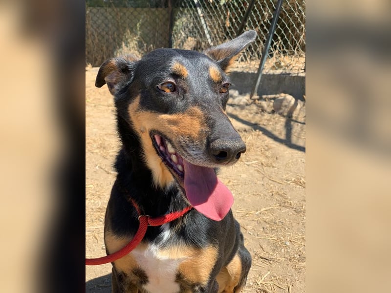 Lieber Max sucht ein Zuhause oder Paten