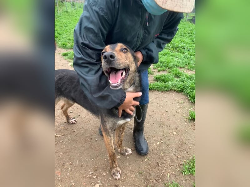 Feiner Goya sucht sein Zuhause / Paten