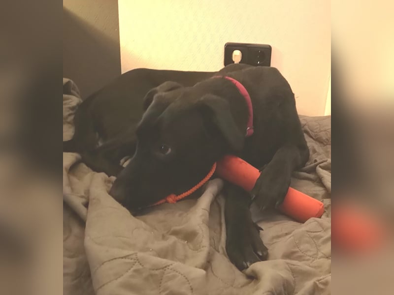 Treuer Zayco - PS - 21441 Garstedt sucht seine Menschen