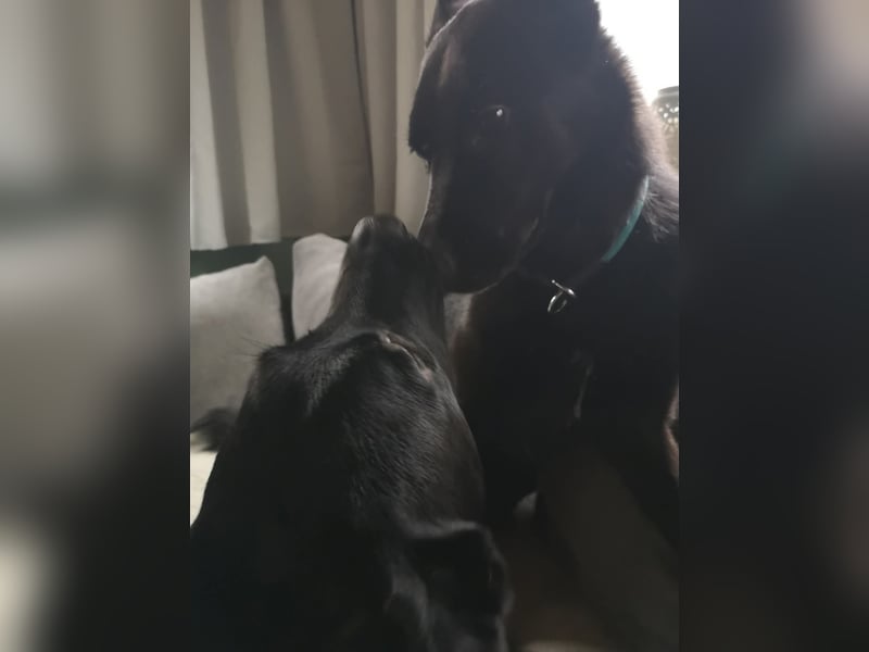 Treuer Zayco - PS - 21441 Garstedt sucht seine Menschen