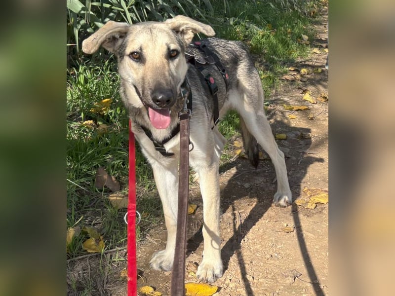 Javi sucht liebevolle Menschen
