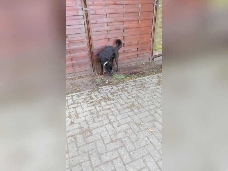 Luna-sensible Seele sucht hundeerfahrene Menschen