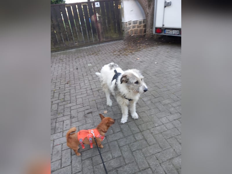 Liebenswerte Sarah sucht ihr für immer Zuhause