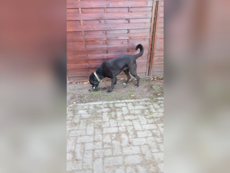 Luna-sensible Seele sucht hundeerfahrene Menschen