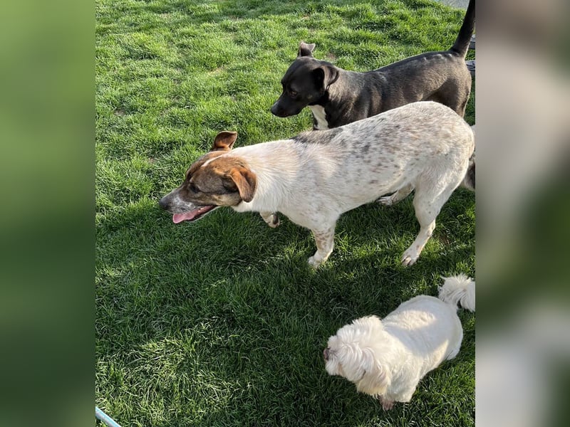 Hübsche Olive sucht ihr eigenes Körbchen