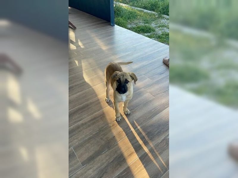 Luna, junge, aufgeweckte Hündin