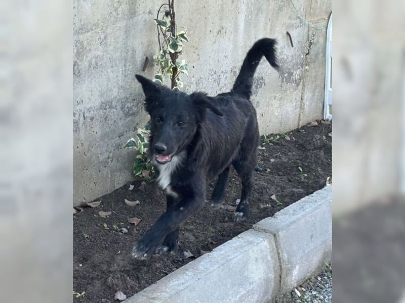 Kira, lustige, freundliche, junge Hündin