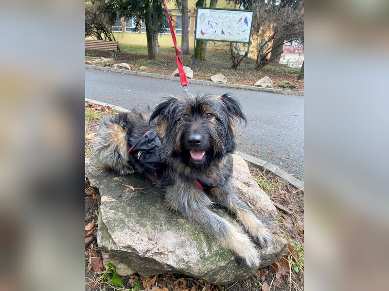Wuscheliger Grey sucht seine Familie