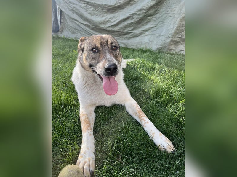 Hübsche Olive sucht ihr eigenes Körbchen