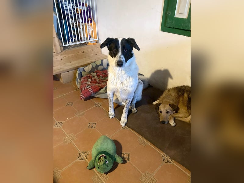 Große Monnie sucht Ihr passendes Körbchen